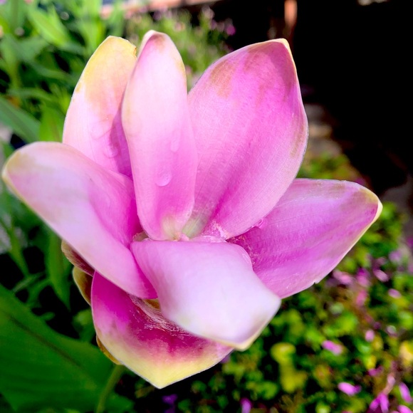 Meet your Posher, Misty K - Picture 1 of 1